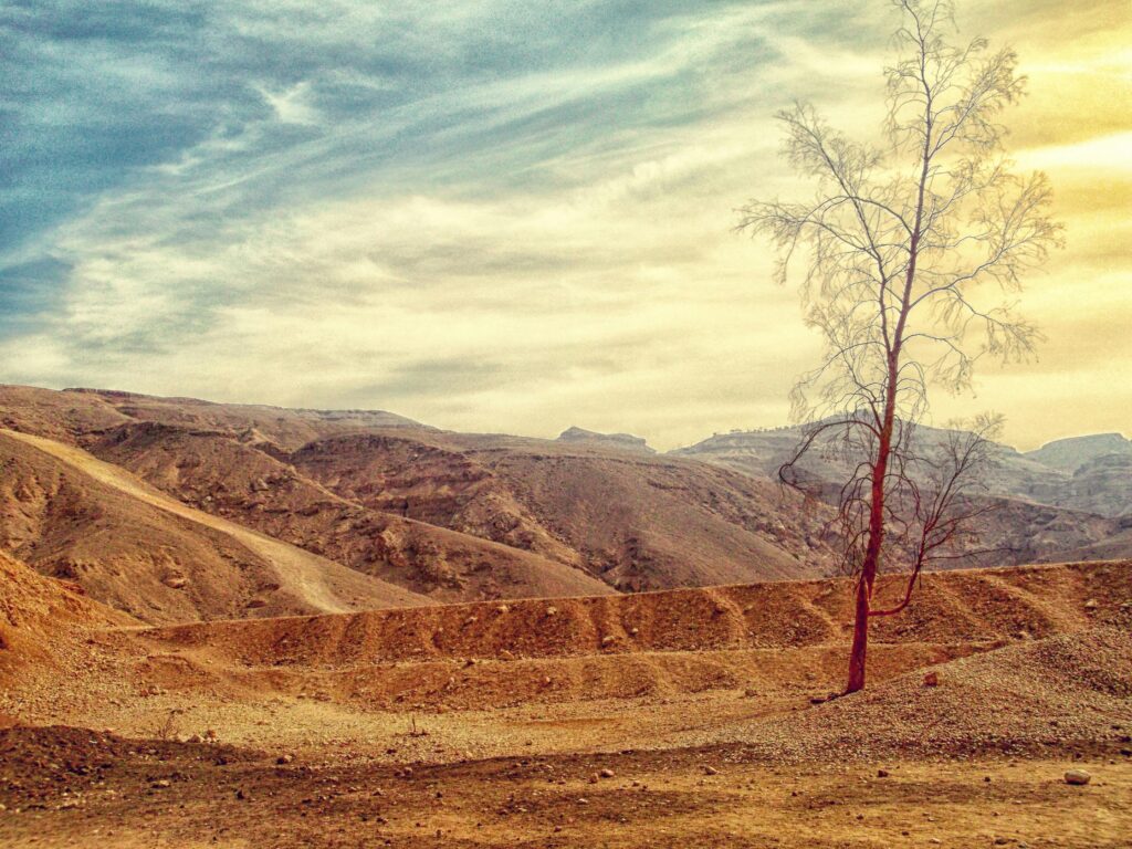 A lone tree stands resilient in a vast desert, under expansive skies.